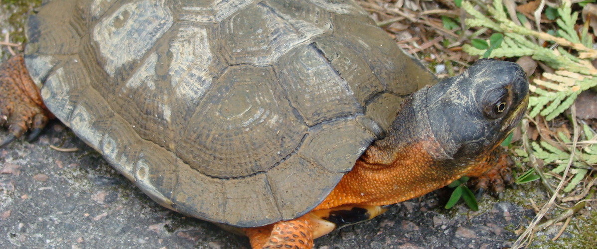 tortue